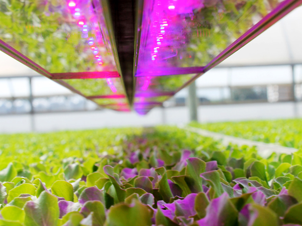 Ultraviolet light shining on plants in greenhouse